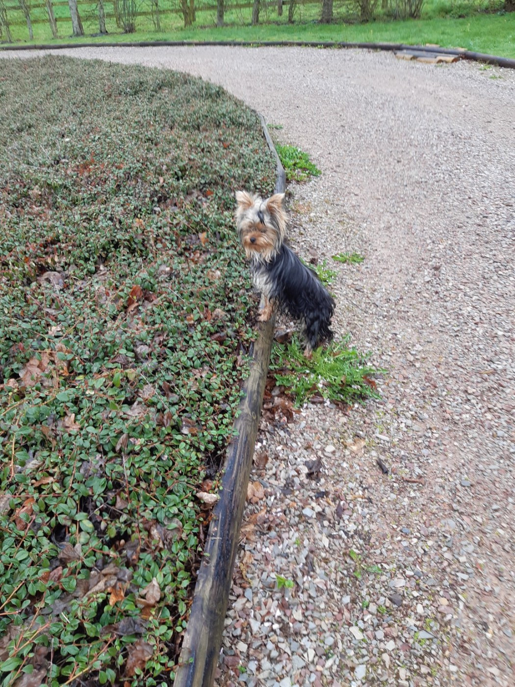 Taratata d'Ivena des Lys Domaine De La Petite Longère