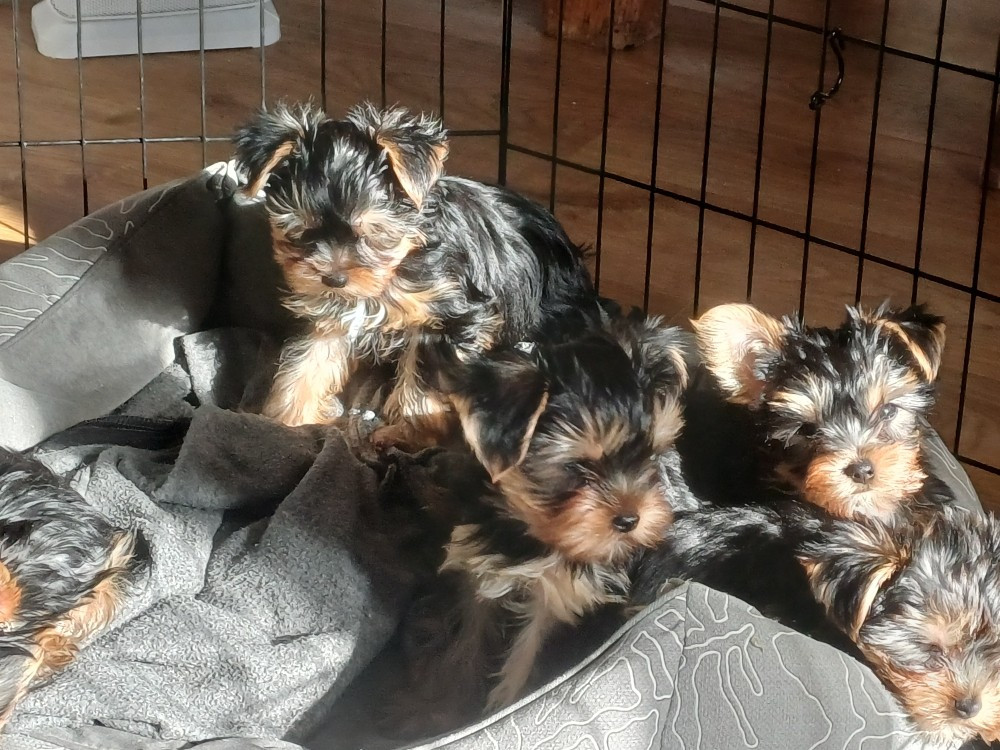 Domaine De La Petite Longère - Chiots disponibles - Yorkshire Terrier