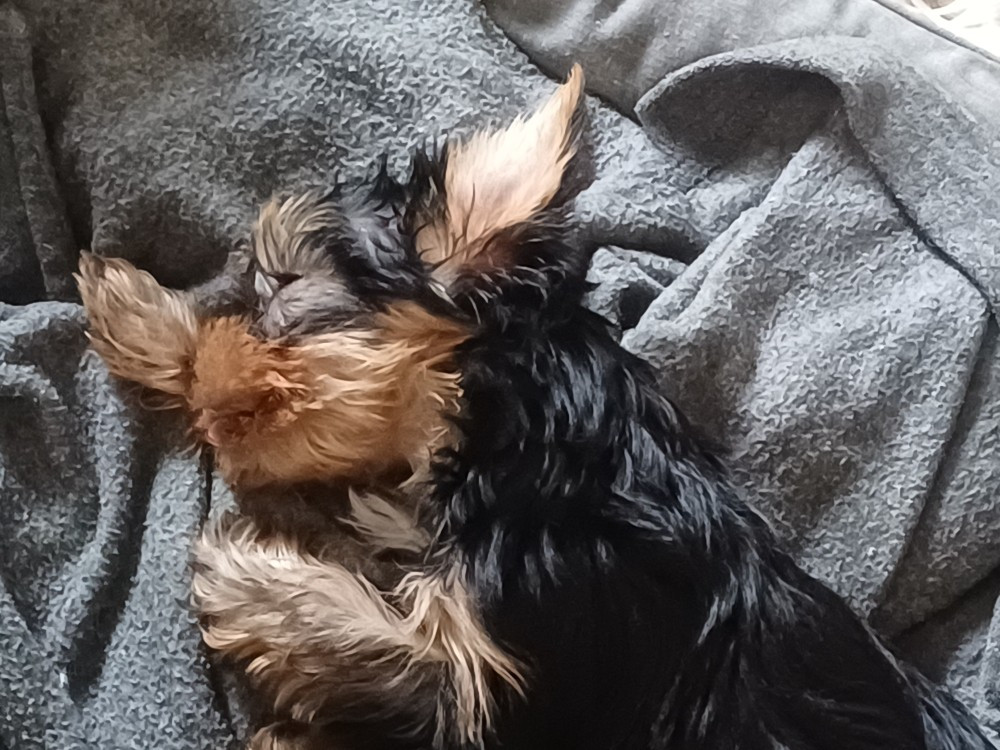 Domaine De La Petite Longère - Chiots disponibles - Yorkshire Terrier