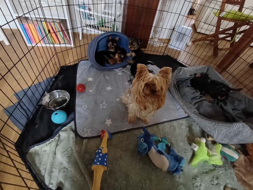 Chiot Yorkshire Terrier Domaine De La Petite Longère